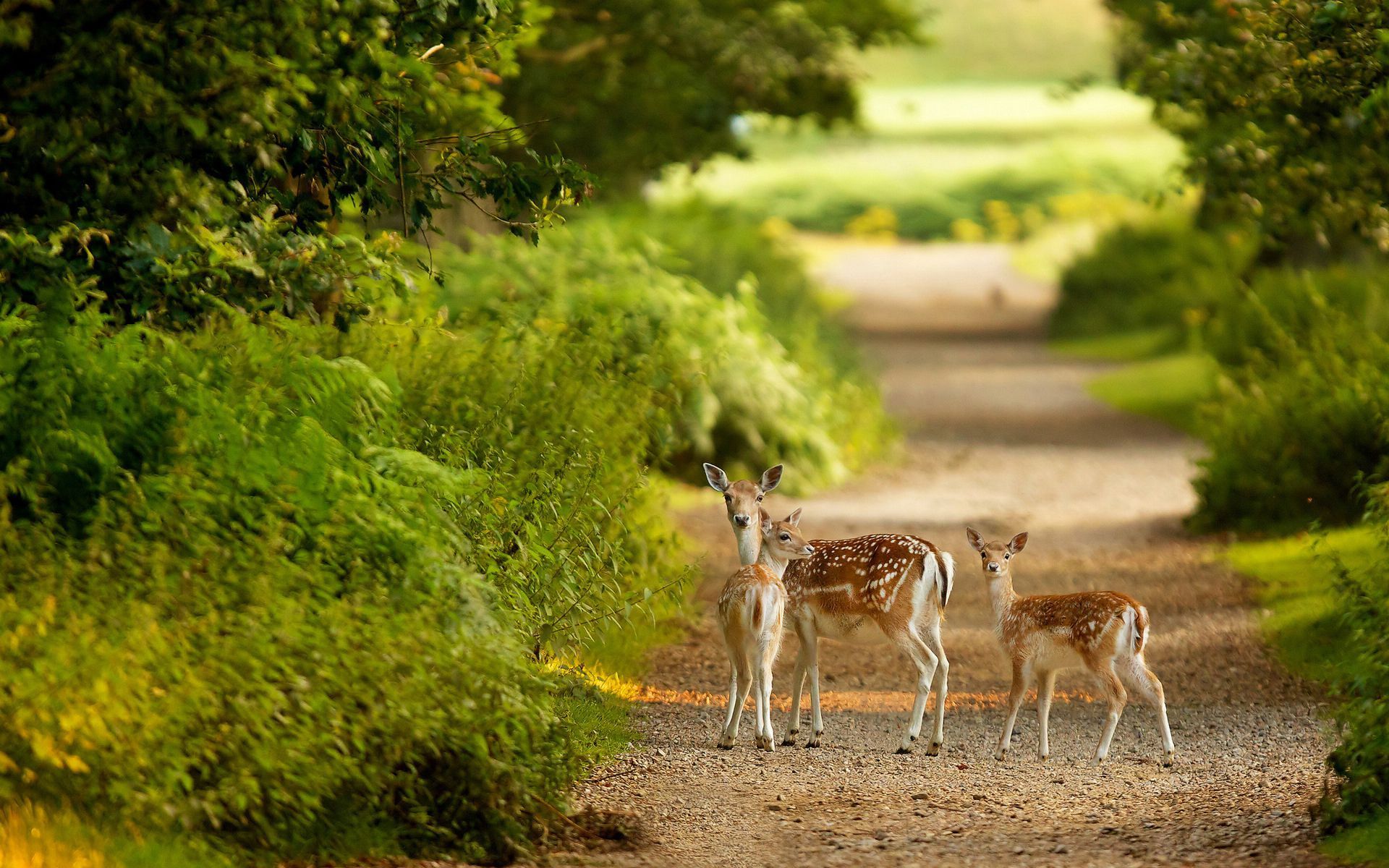 animaux fond d'écran hd téléchargement gratuit,faune,paysage naturel,la nature,cerf,animal terrestre