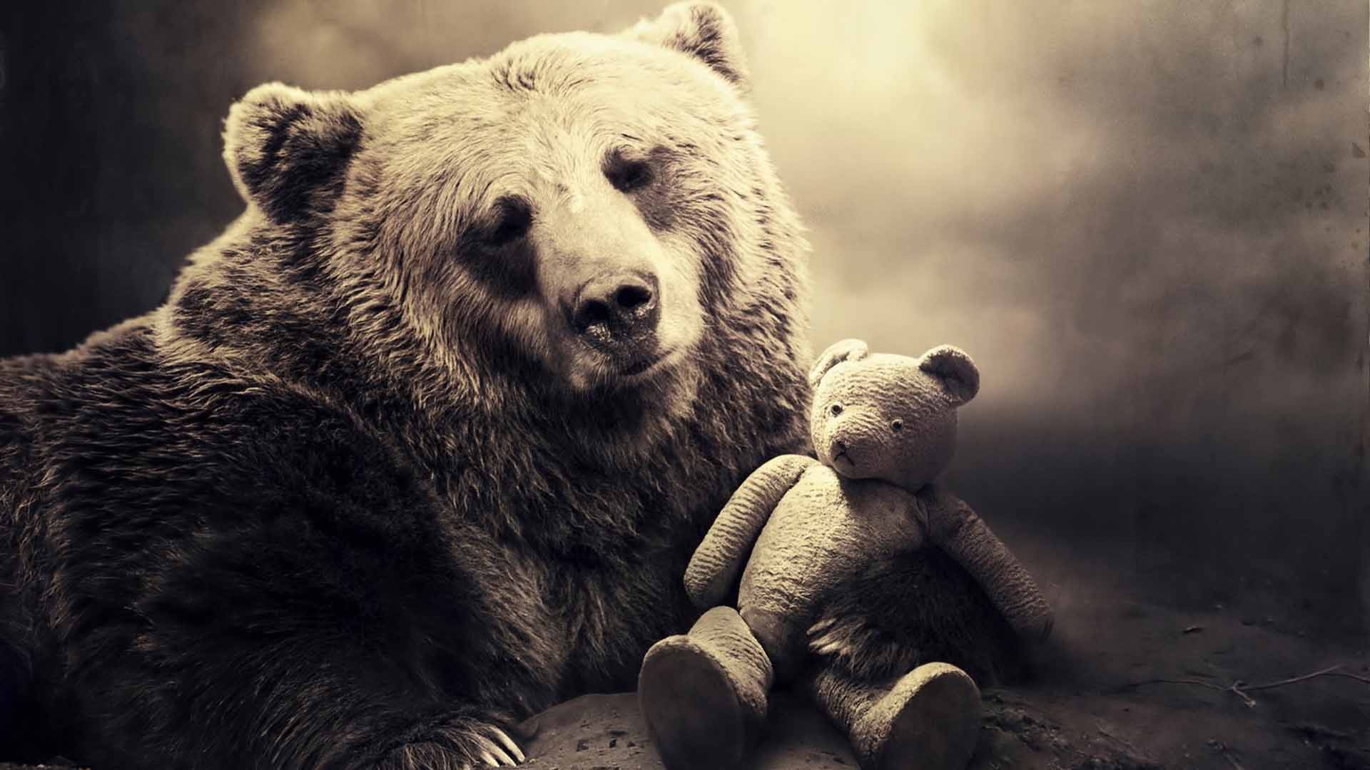 lindo fondo de pantalla de oso,oso,animal terrestre,oso café,oso grizzly,hocico