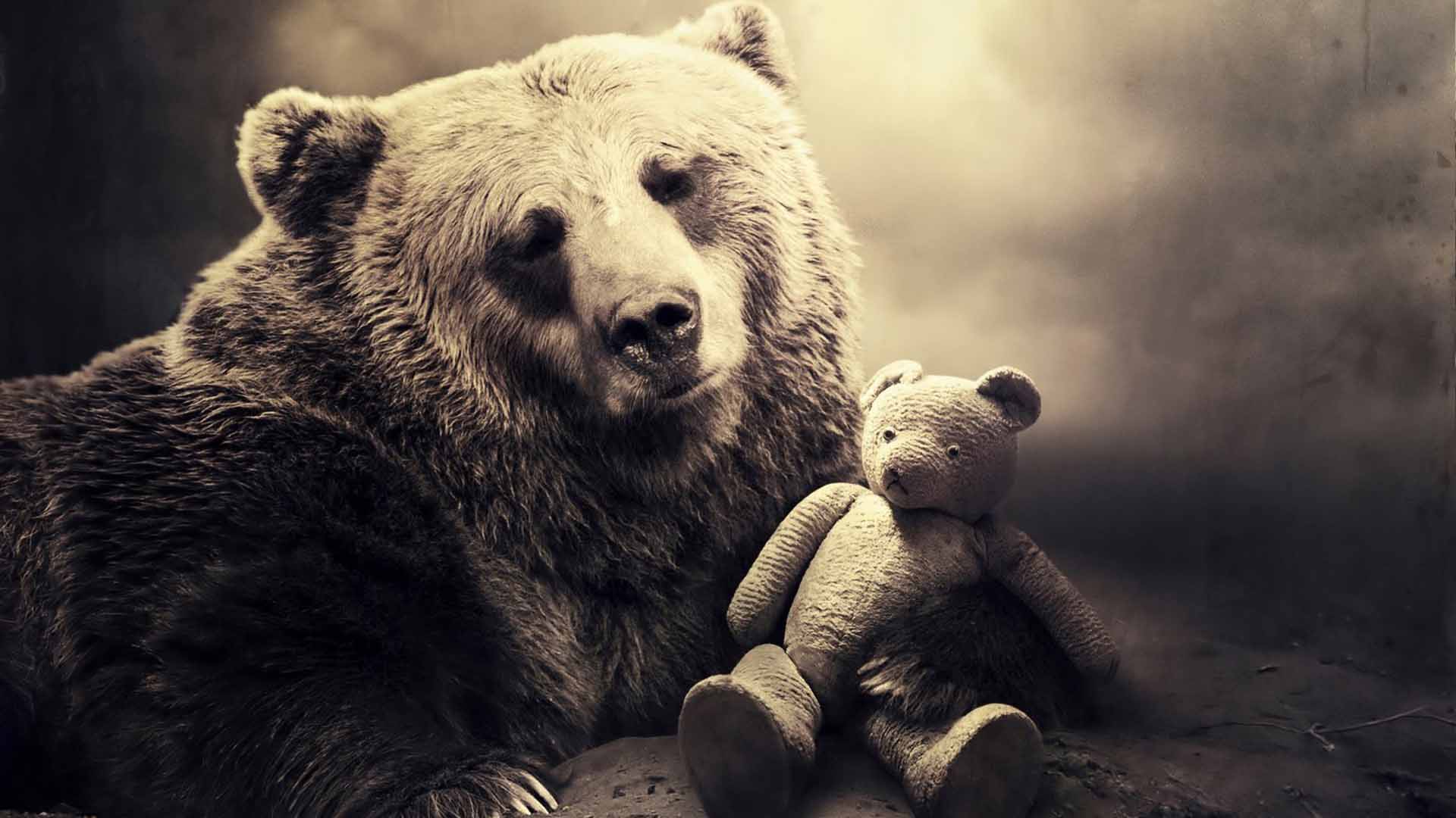 carta da parati orso carino,orso,animale terrestre,orso bruno,orso grizzly,grugno