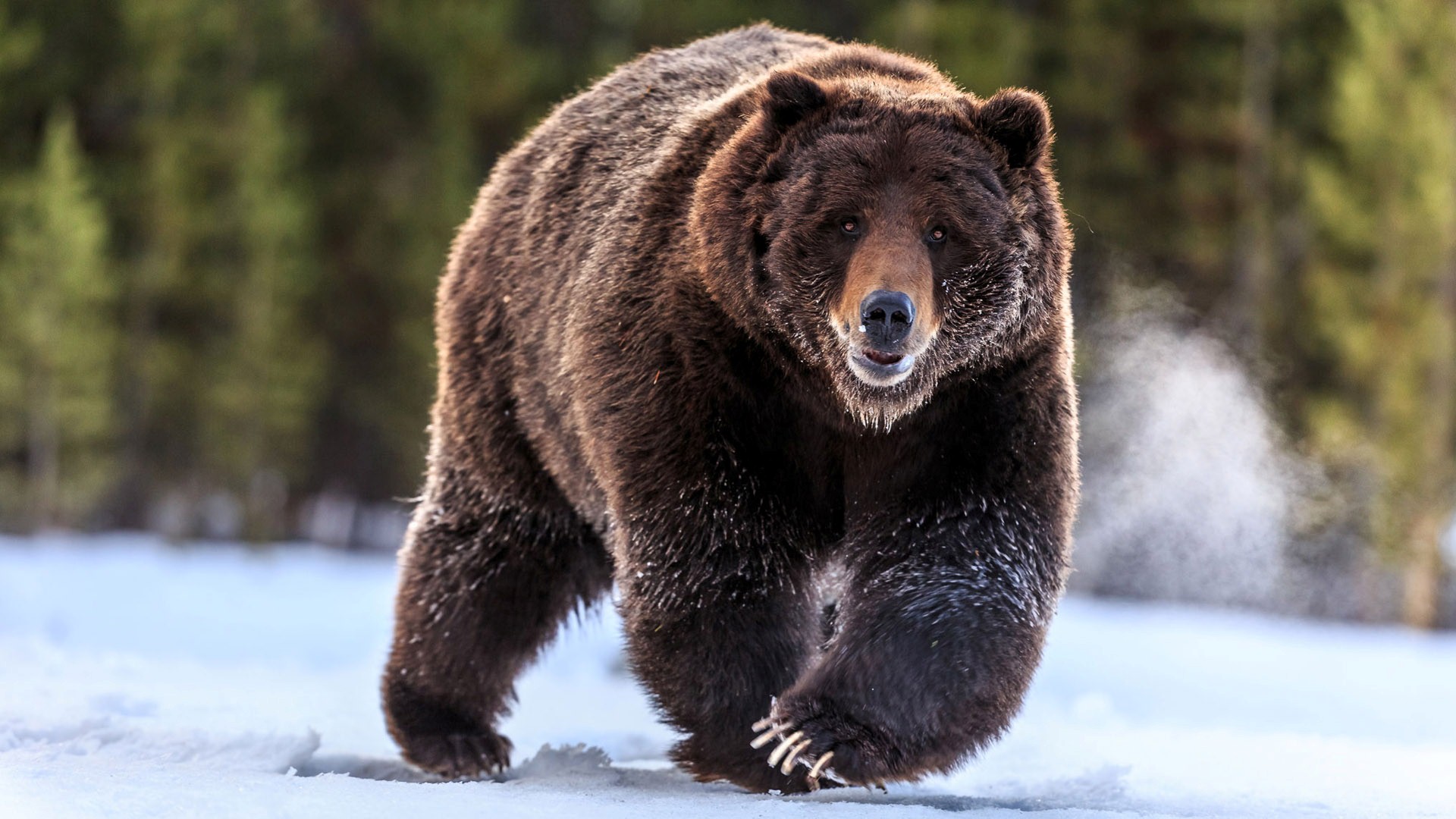 oso fondo de pantalla hd,oso café,oso,animal terrestre,oso grizzly,oso negro americano