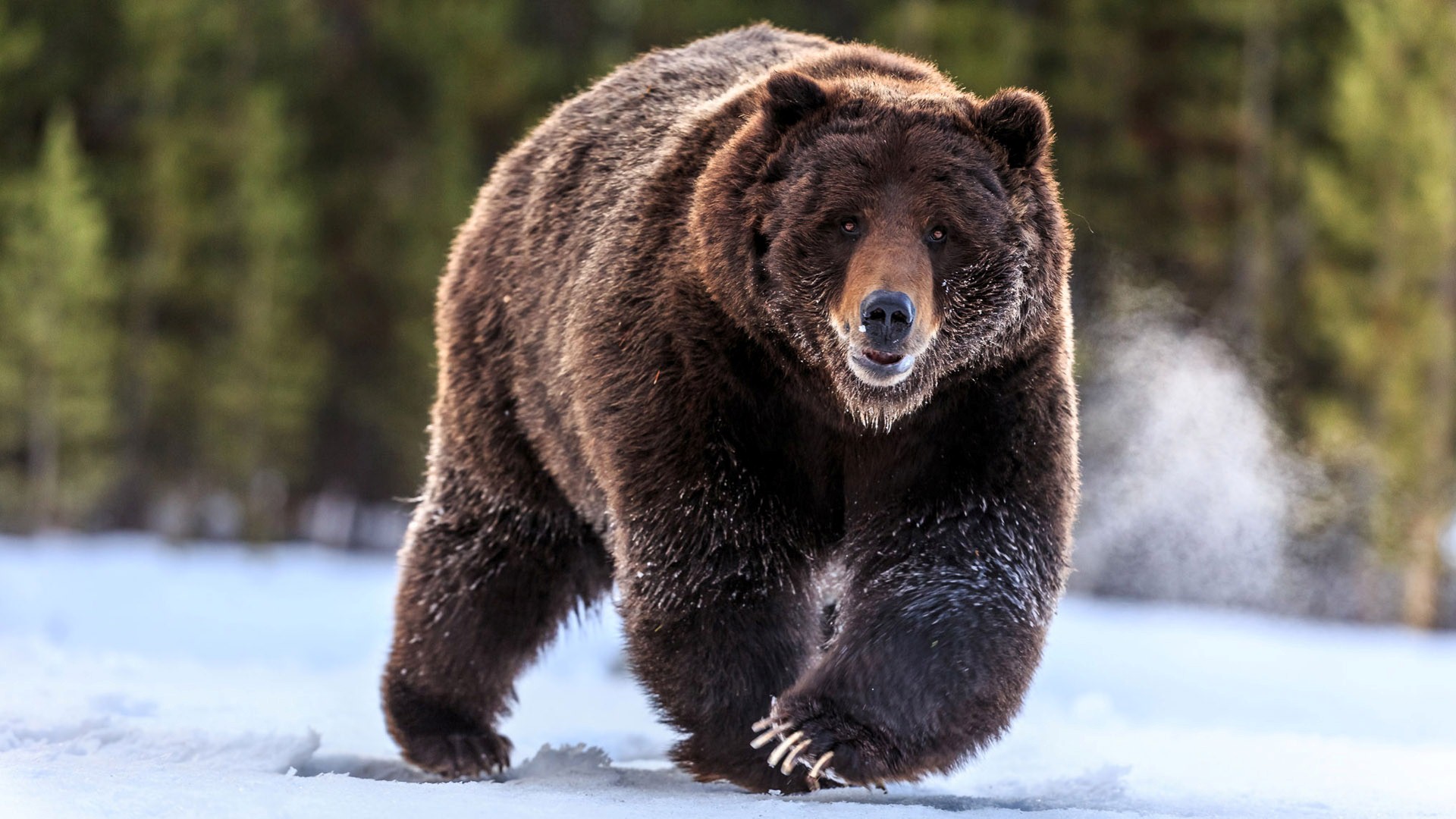 bärentapete hd,braunbär,bär,landtier,grizzlybär,amerikanischer schwarzbär