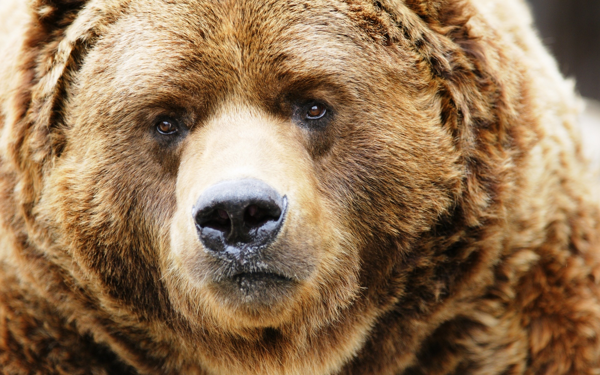 oso fondo de pantalla hd,oso café,animal terrestre,oso grizzly,oso,oso kodiak