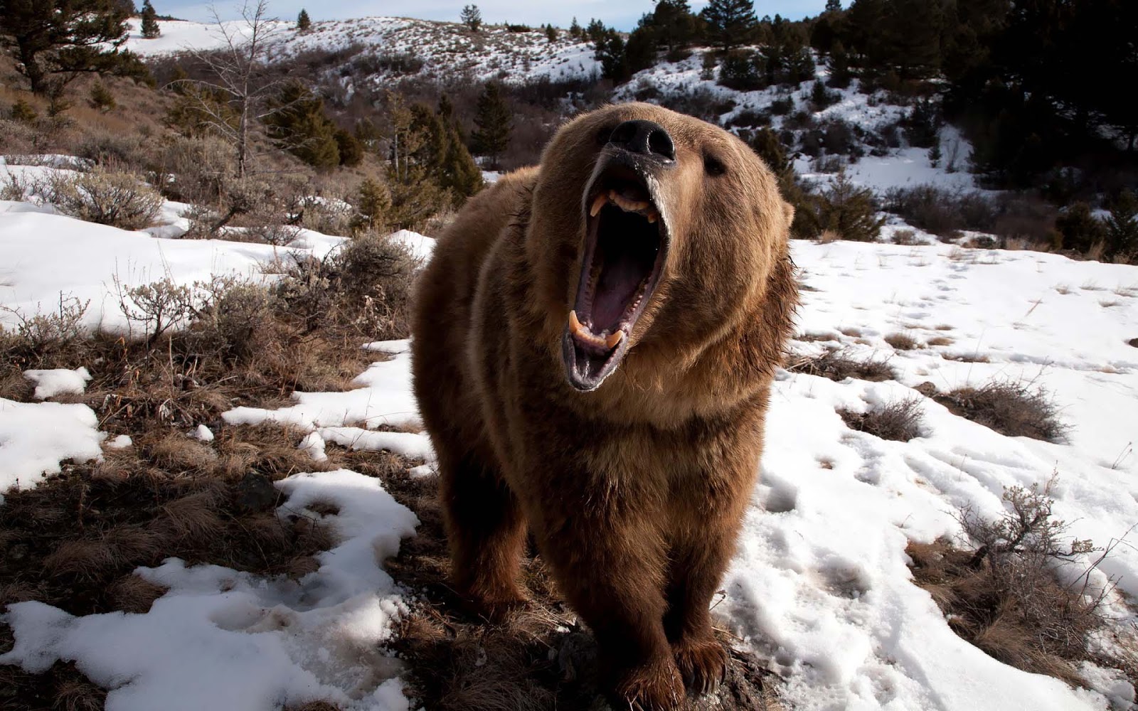 oso fondo de pantalla hd,perro,oso grizzly,oso café,grupo deportivo,nieve