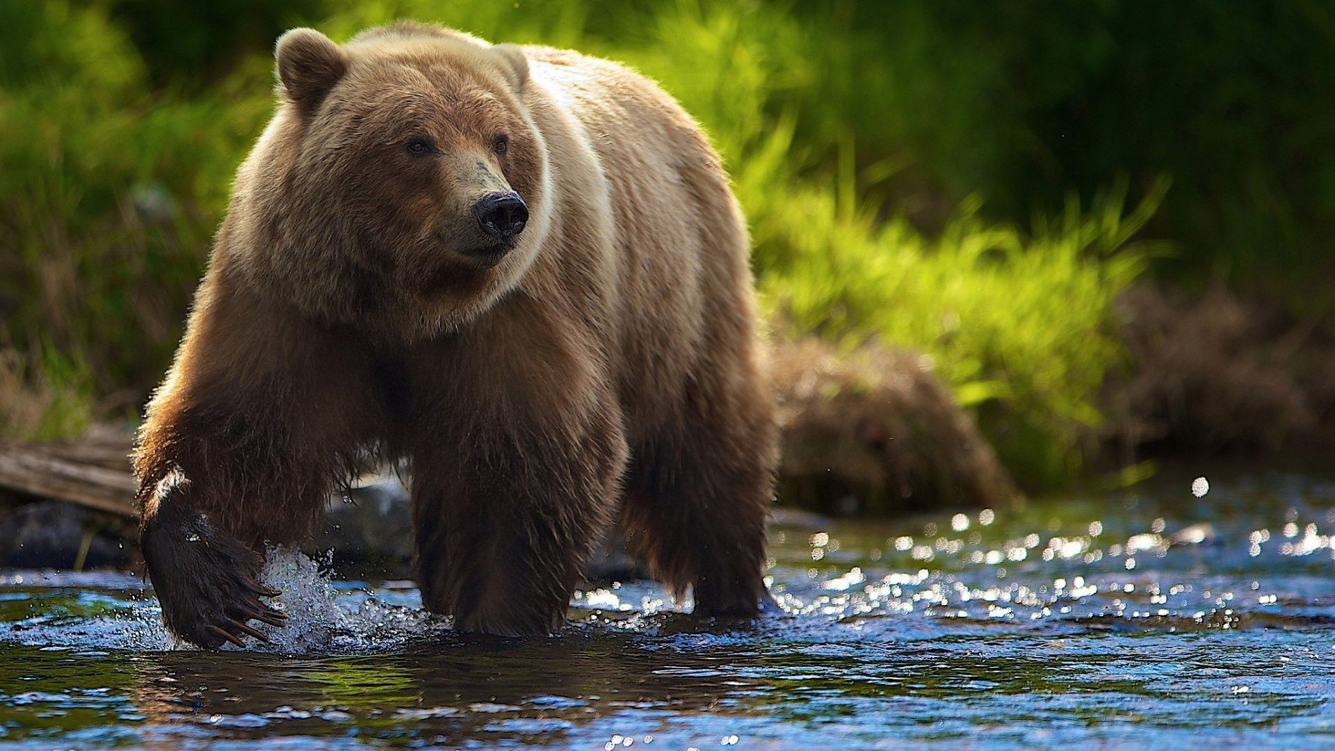 fond d'écran grizzly bear,ours brun,grizzly,ours,animal terrestre,la nature