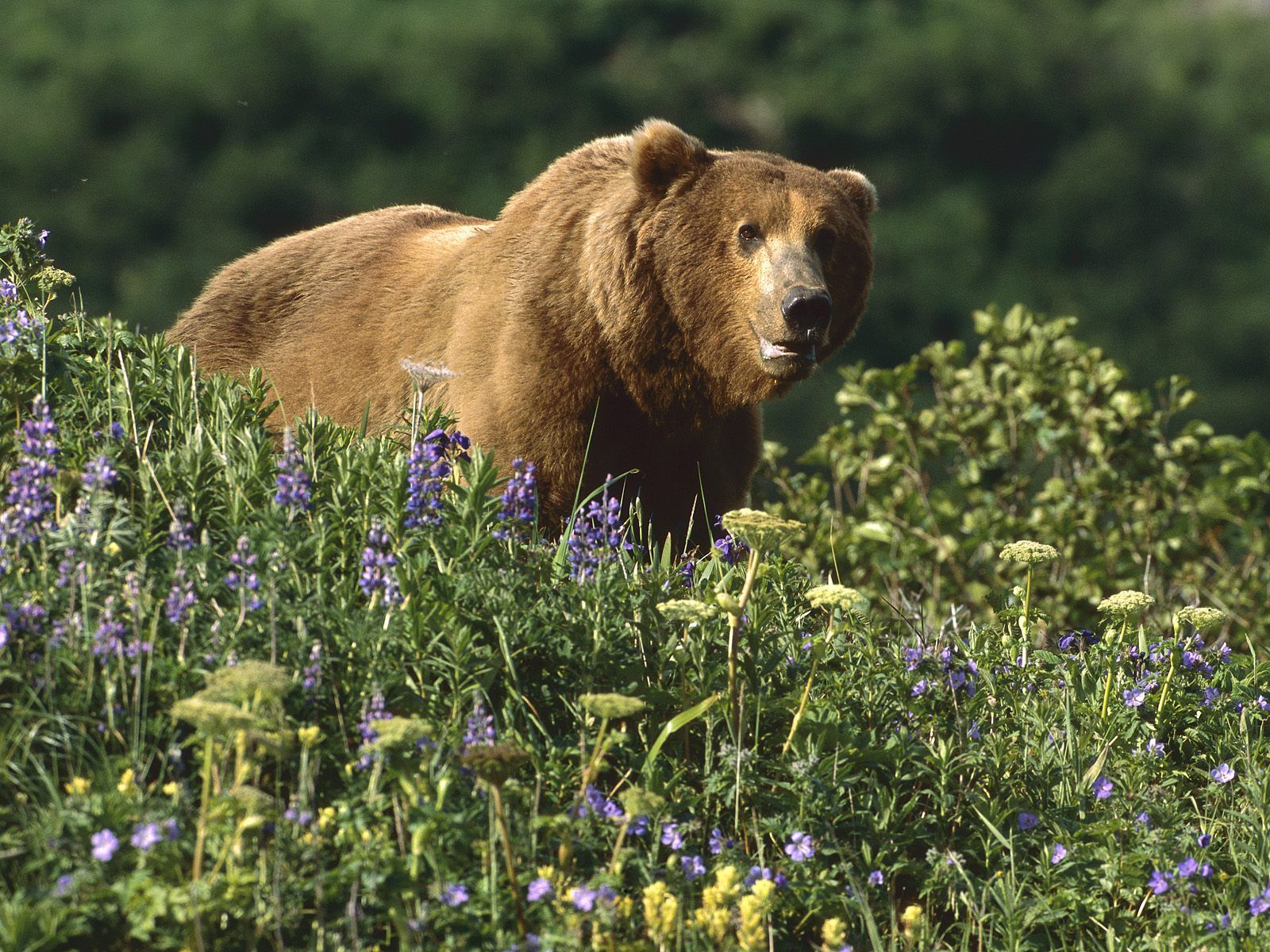 grizzlybär tapete,braunbär,grizzlybär,bär,tierwelt,natürliche landschaft