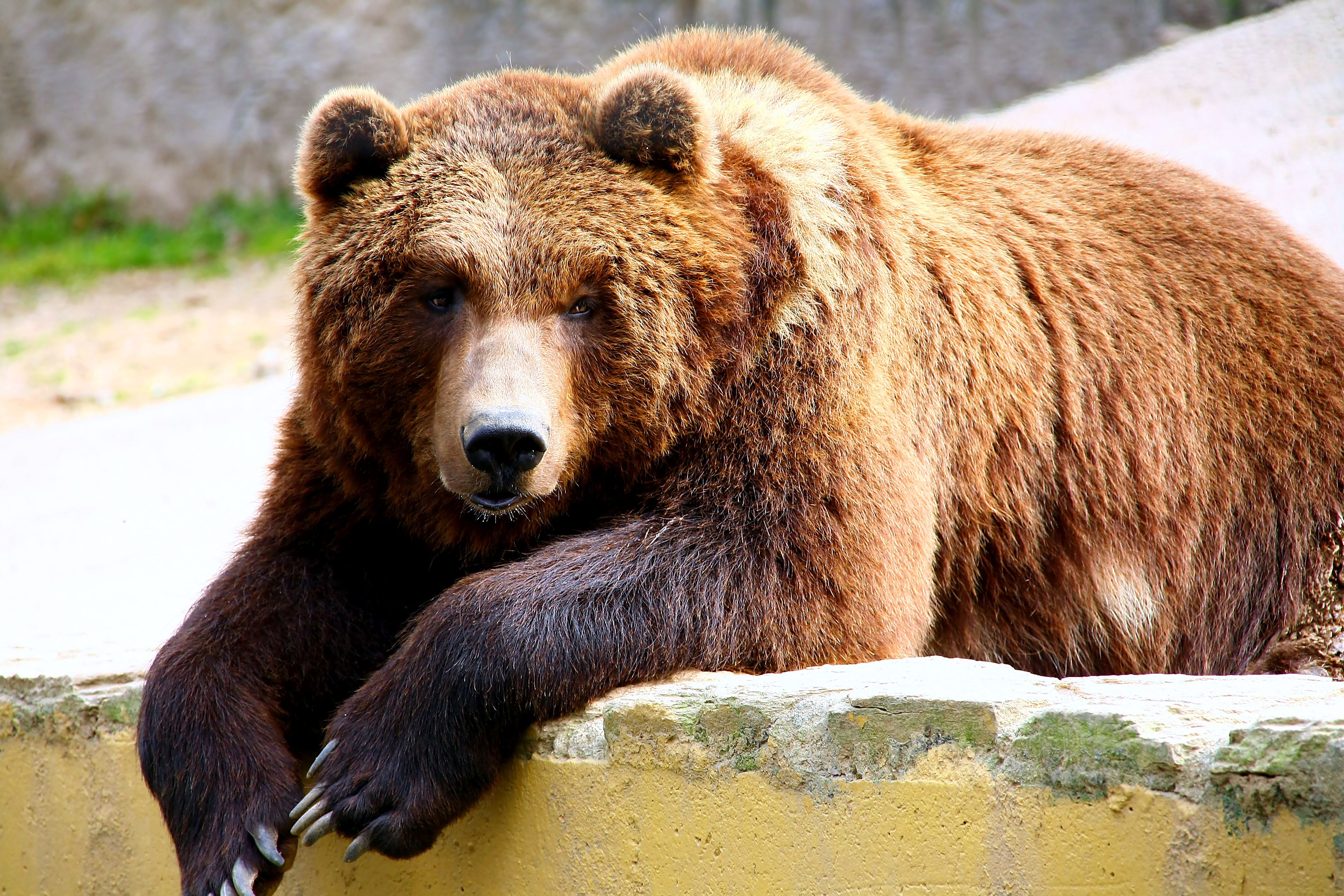 fondo de pantalla de oso grizzly,oso café,animal terrestre,oso grizzly,oso,oso kodiak