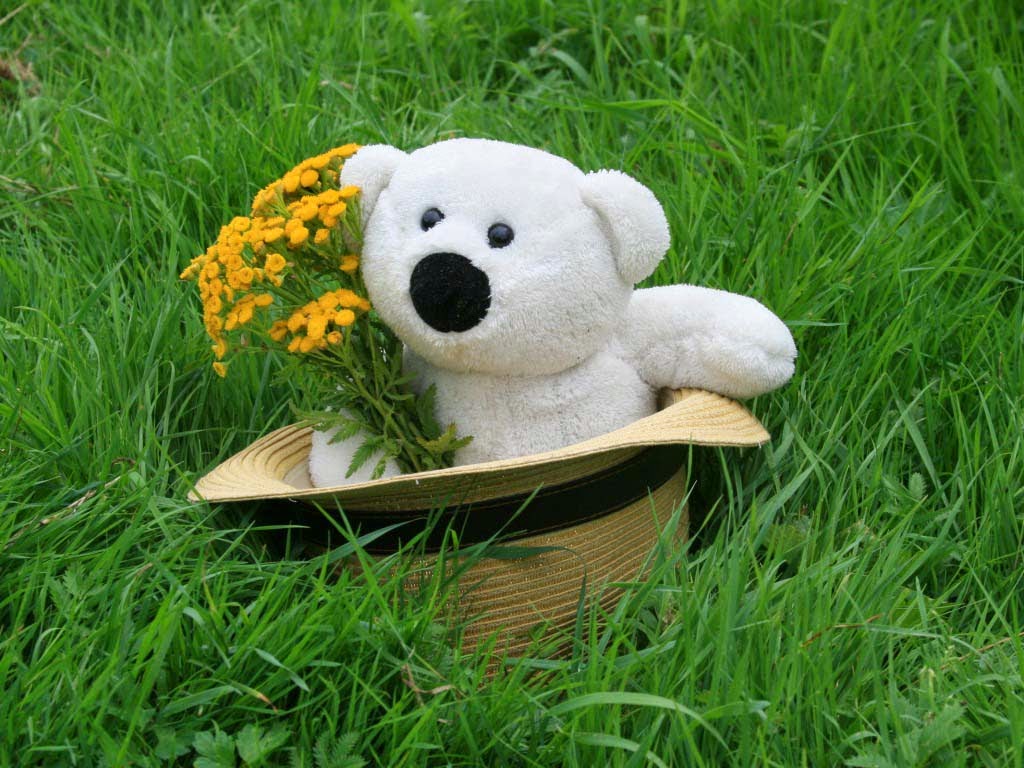 latest teddy bears wallpapers,bear,stuffed toy,grass,plush,teddy bear