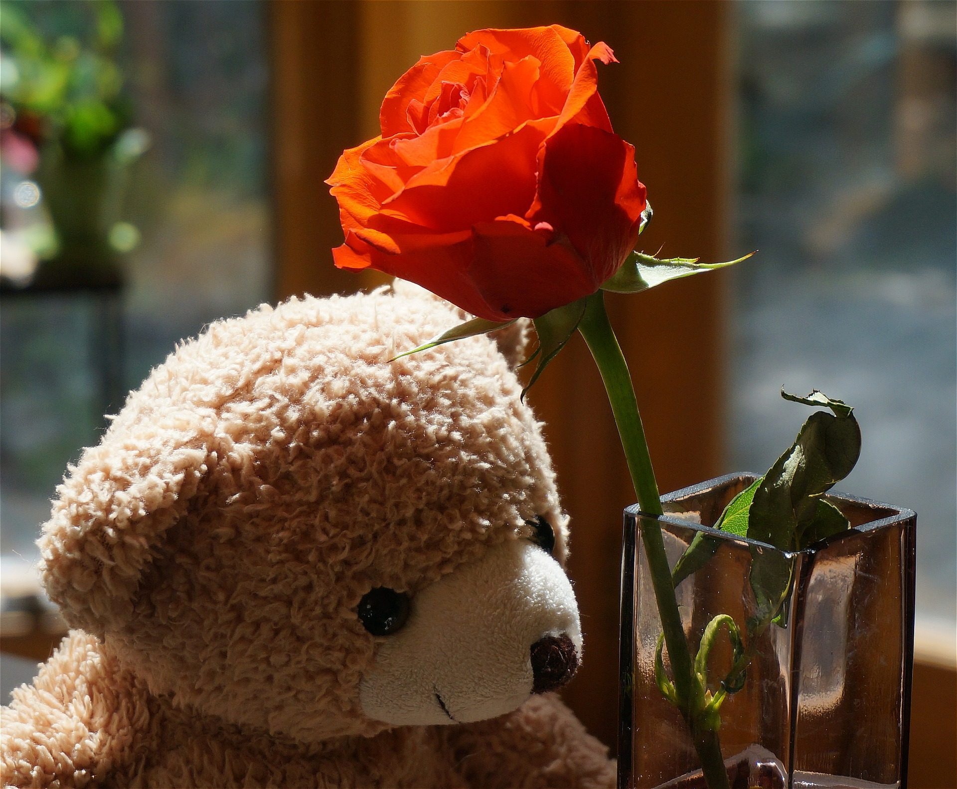 teddy bear wallpapers with flowers,cut flowers,stuffed toy,teddy bear,flower,rose