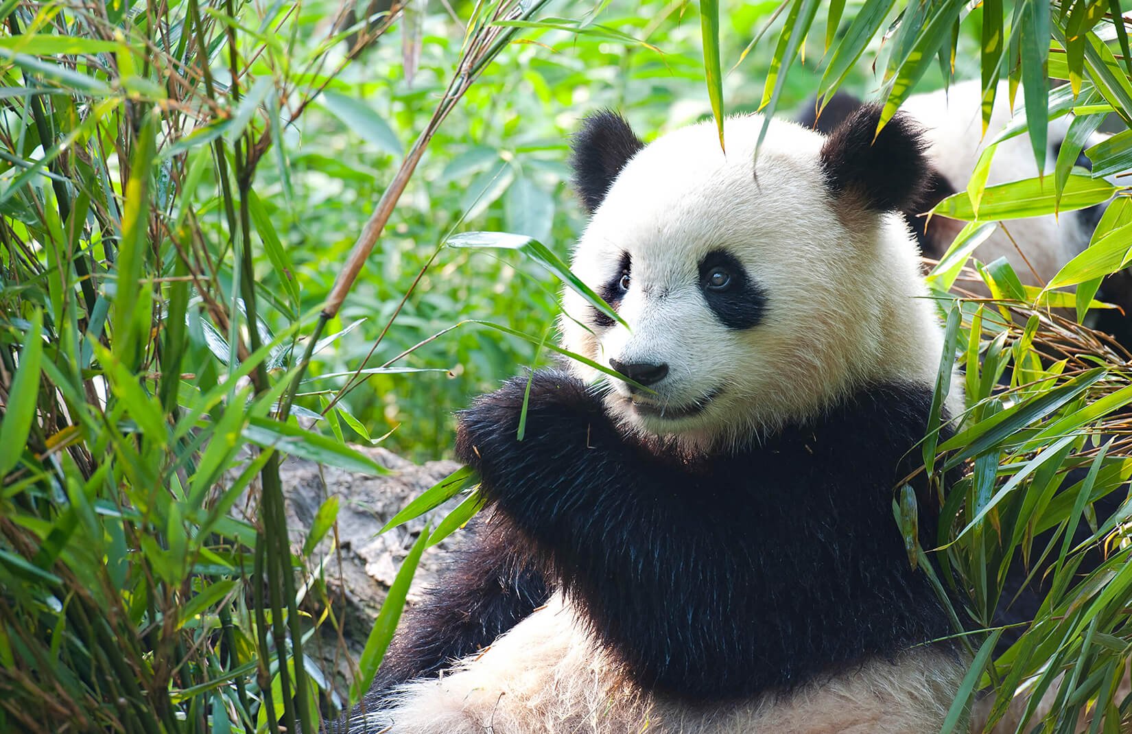 oso panda fondo de pantalla,panda,animal terrestre,oso,fauna silvestre,selva
