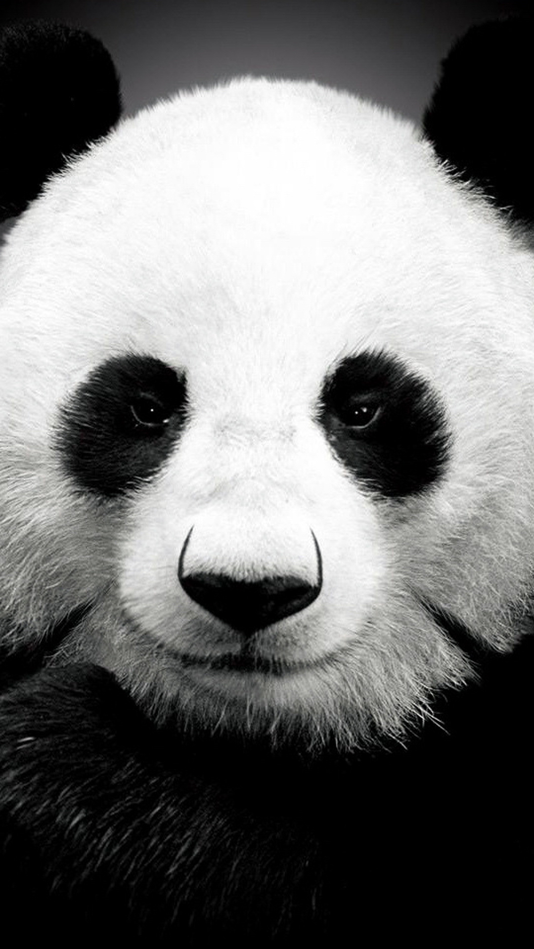 papier peint ours panda,panda,visage,blanc,animal terrestre,noir