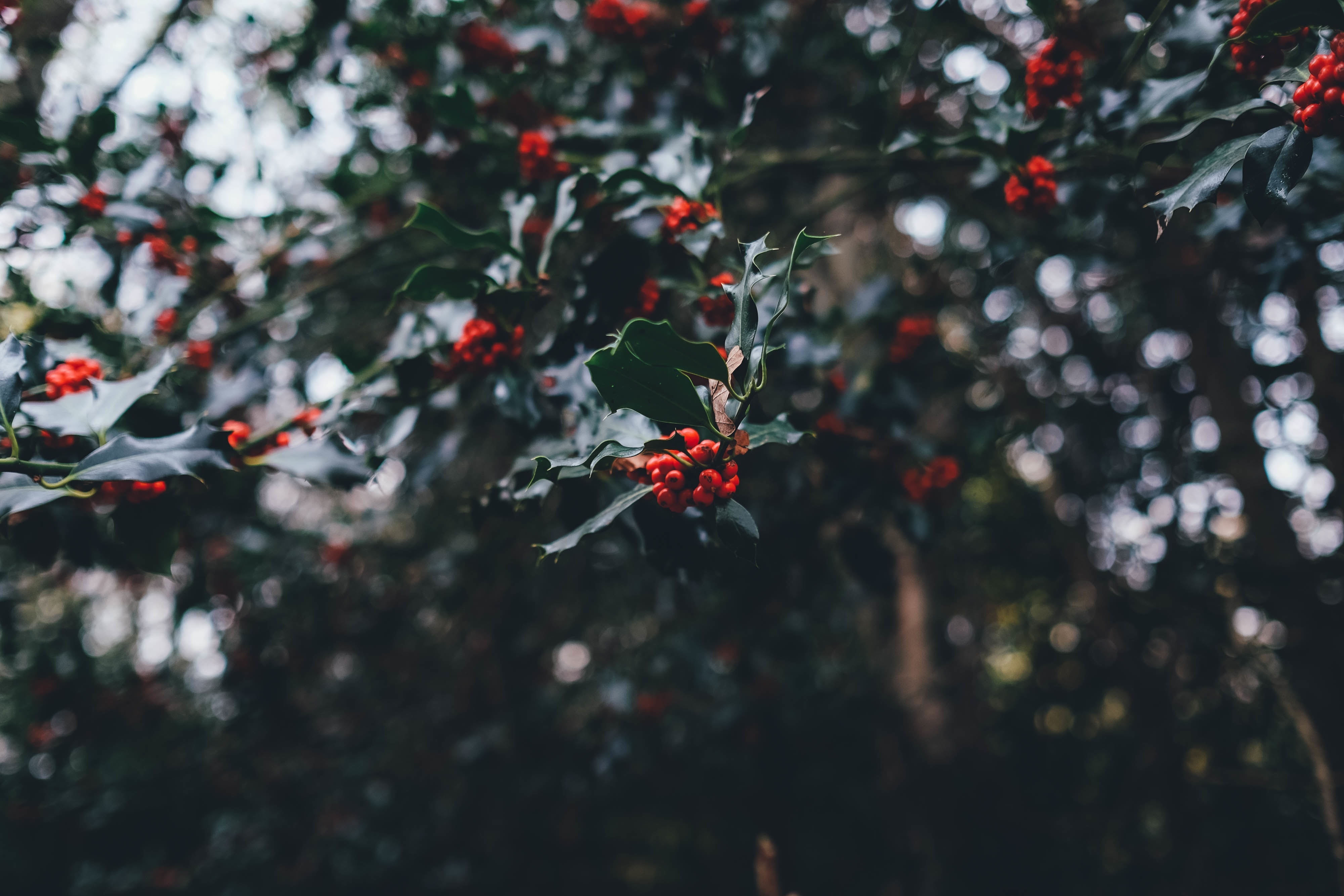 mistletoe wallpaper,red,tree,leaf,branch,natural environment