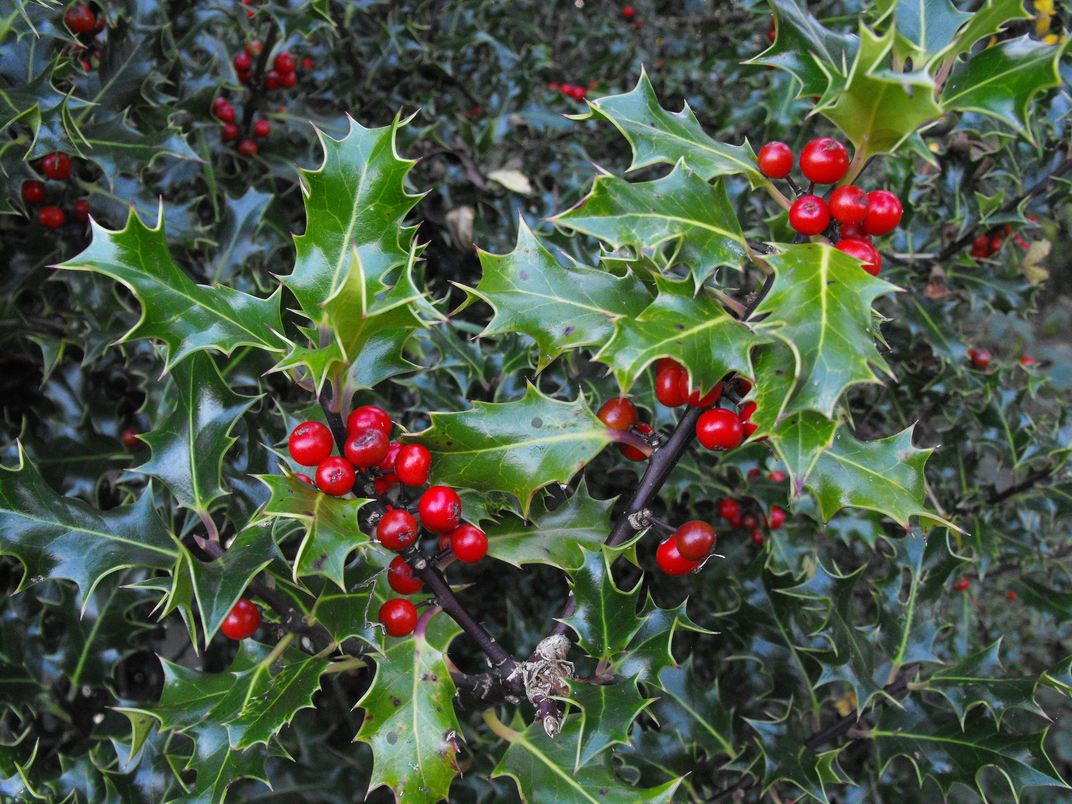 mistletoe wallpaper,flowering plant,plant,flower,holly,berry