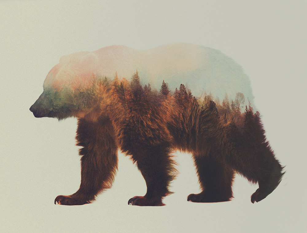 double exposure wallpaper,vertebrate,grizzly bear,mammal,bear,brown bear