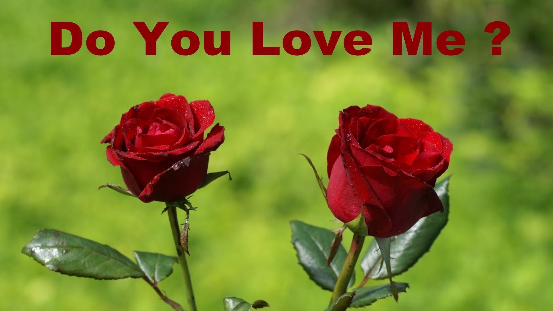 you and me wallpaper,flower,flowering plant,garden roses,floribunda,red