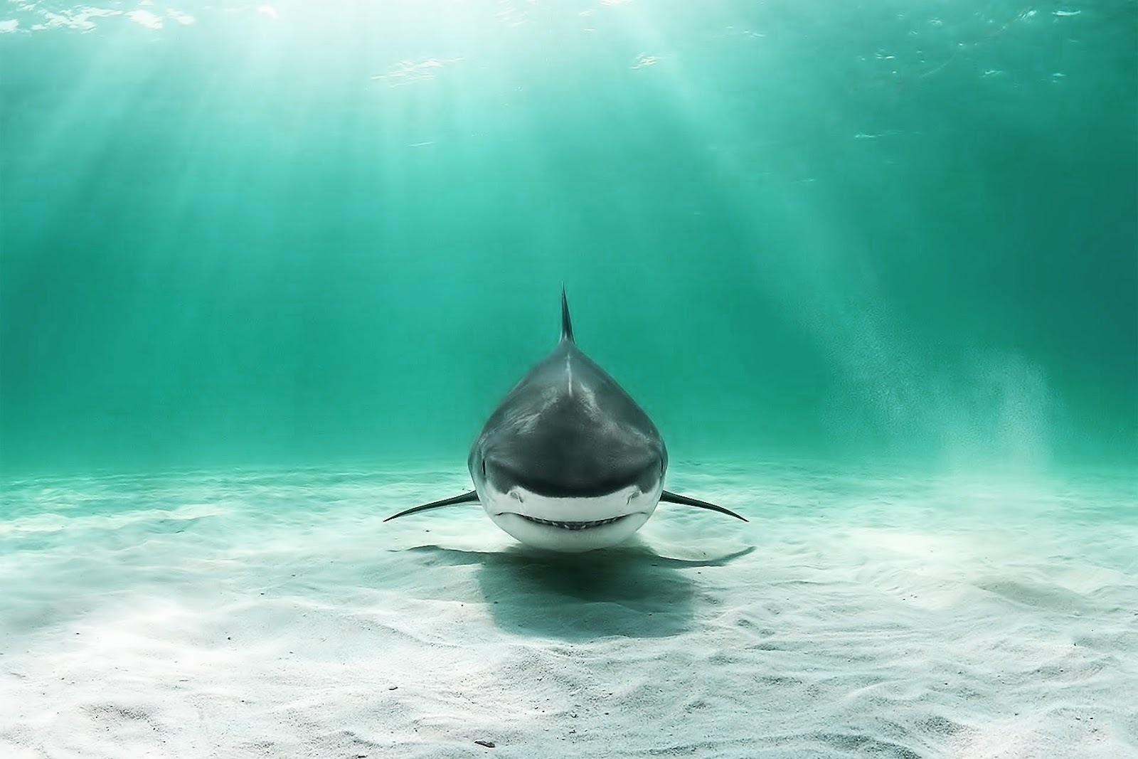 Shark Wallpapers - Bull Shark Wallpaper Hd- WallpaperUse