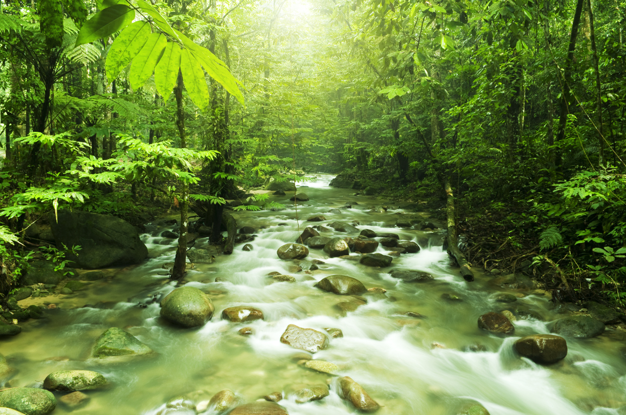 carta da parati ecologica,paesaggio naturale,natura,corpo d'acqua,risorse idriche,ruscello