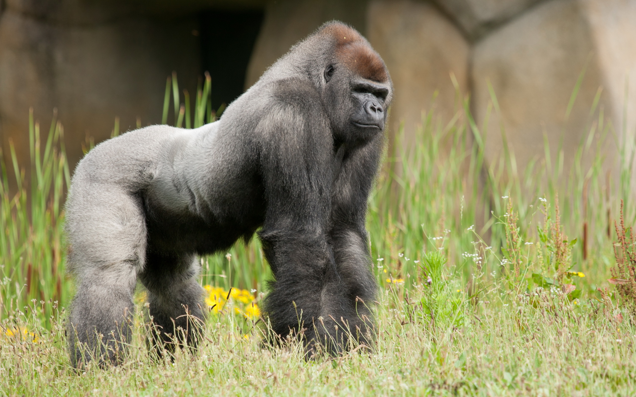 gorilla wallpaper hd,animale terrestre,primate,natura,erba,grugno