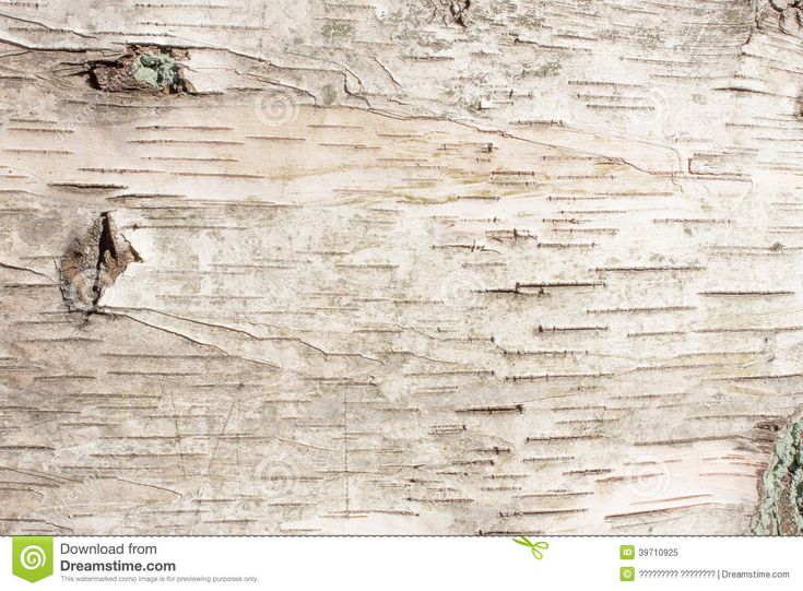 birch bark wallpaper,wall,wood,tree,branch,trunk