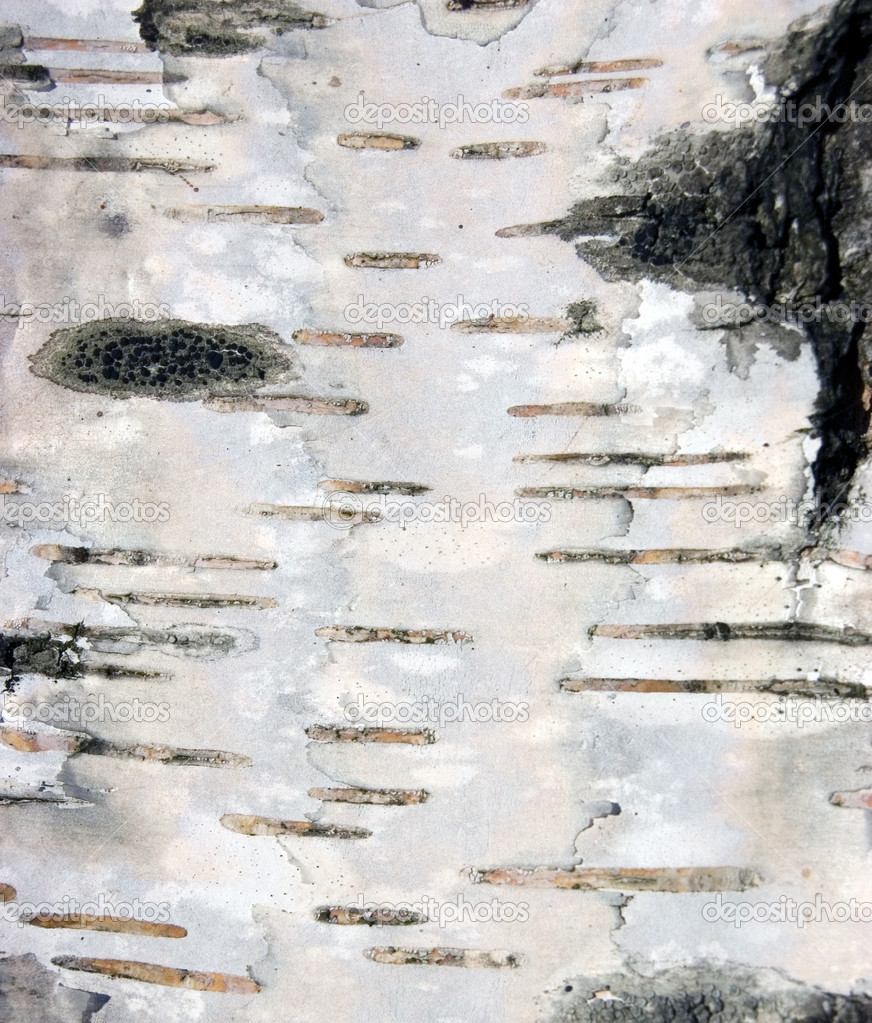 birch bark wallpaper,wall,tree,painting,watercolor paint,canoe birch
