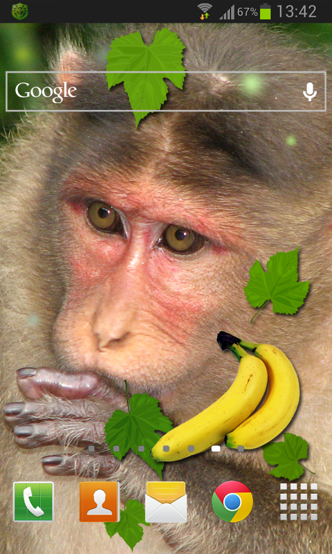 원숭이 라이브 벽지,대주교,붉은 털 원숭이,원숭이,사진 캡션