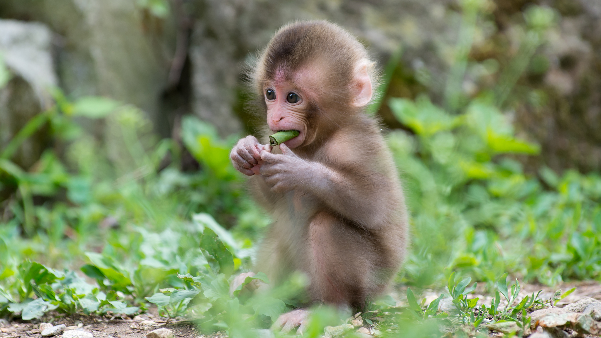 원숭이 라이브 벽지,붉은 털 원숭이,원숭이,대주교,일본 원숭이,야생 동물