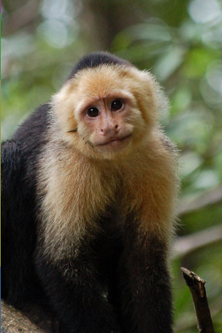 iphone carta da parati scimmia,cappuccino testa bianca,cappuccino fronteggiato bianco,primate,macaco,cappuccino trapuntato