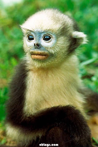 monkey wallpaper iphone,mammal,vertebrate,white fronted capuchin,primate,terrestrial animal