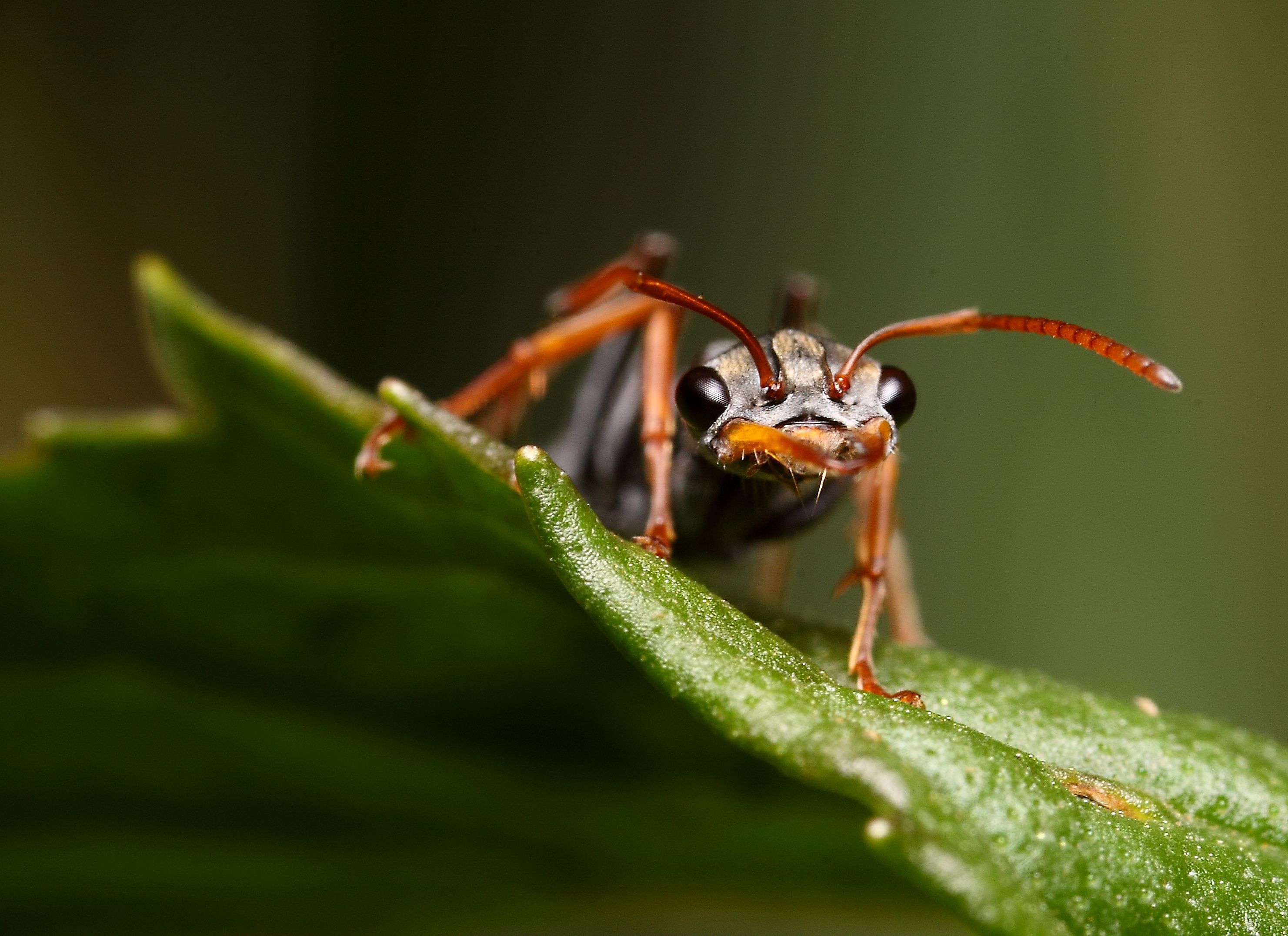 carta da parati della formica,insetto,macrofotografia,peste,invertebrato,avvicinamento