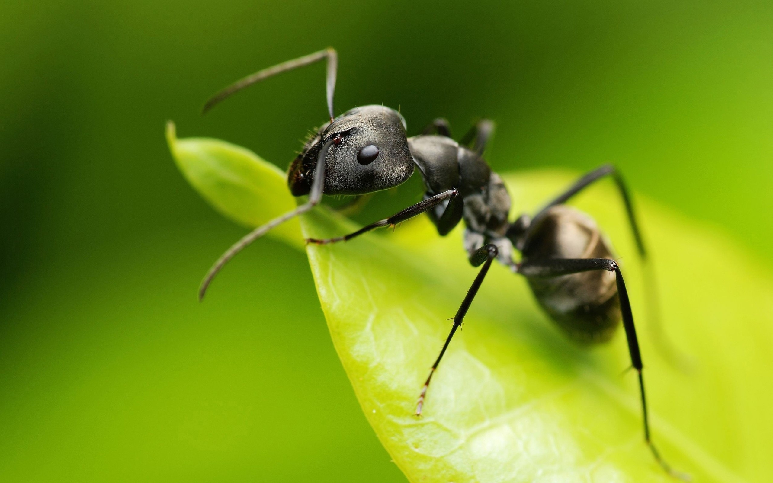 ant wallpaper,insect,ant,pest,carpenter ant,macro photography