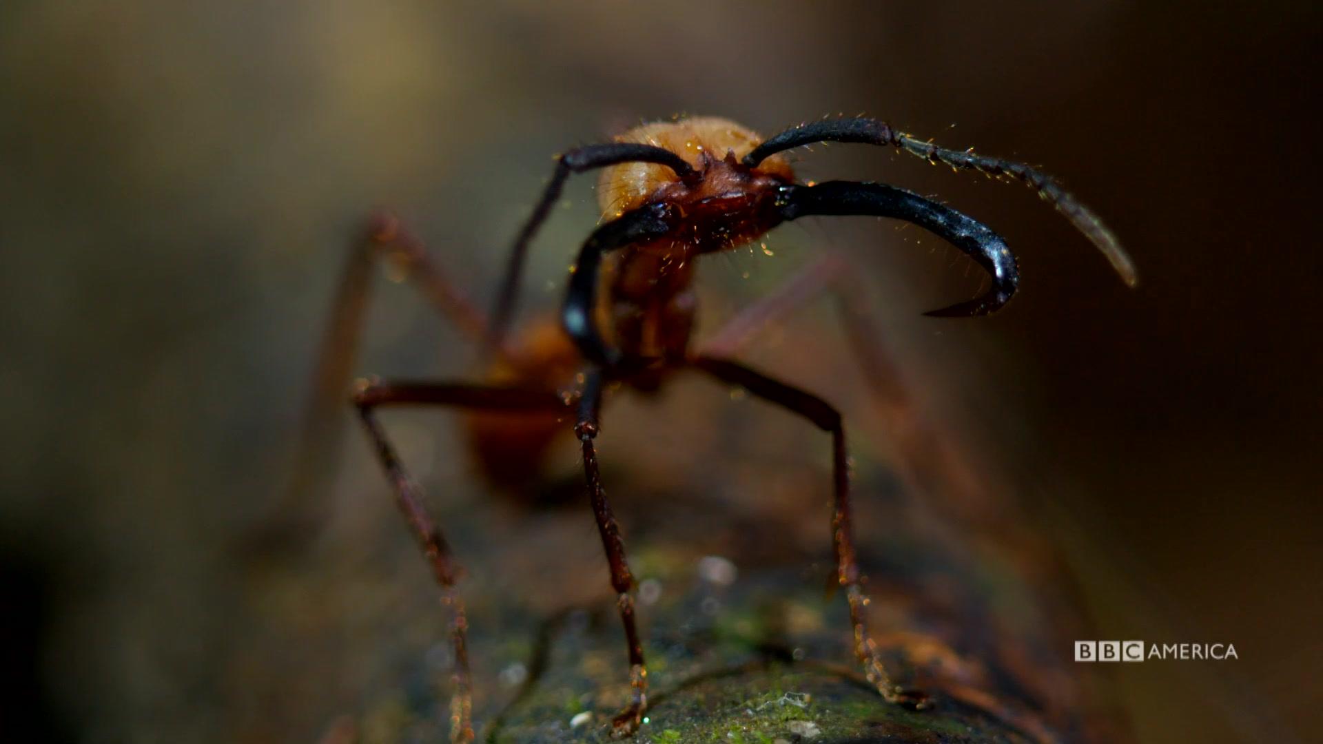 ant wallpaper,insect,invertebrate,pest,macro photography,wildlife