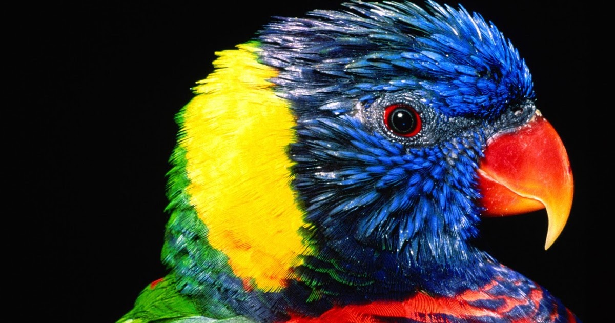 prossimo uccello sfondo,uccello,lorikeet,pappagallo,piuma,avvicinamento