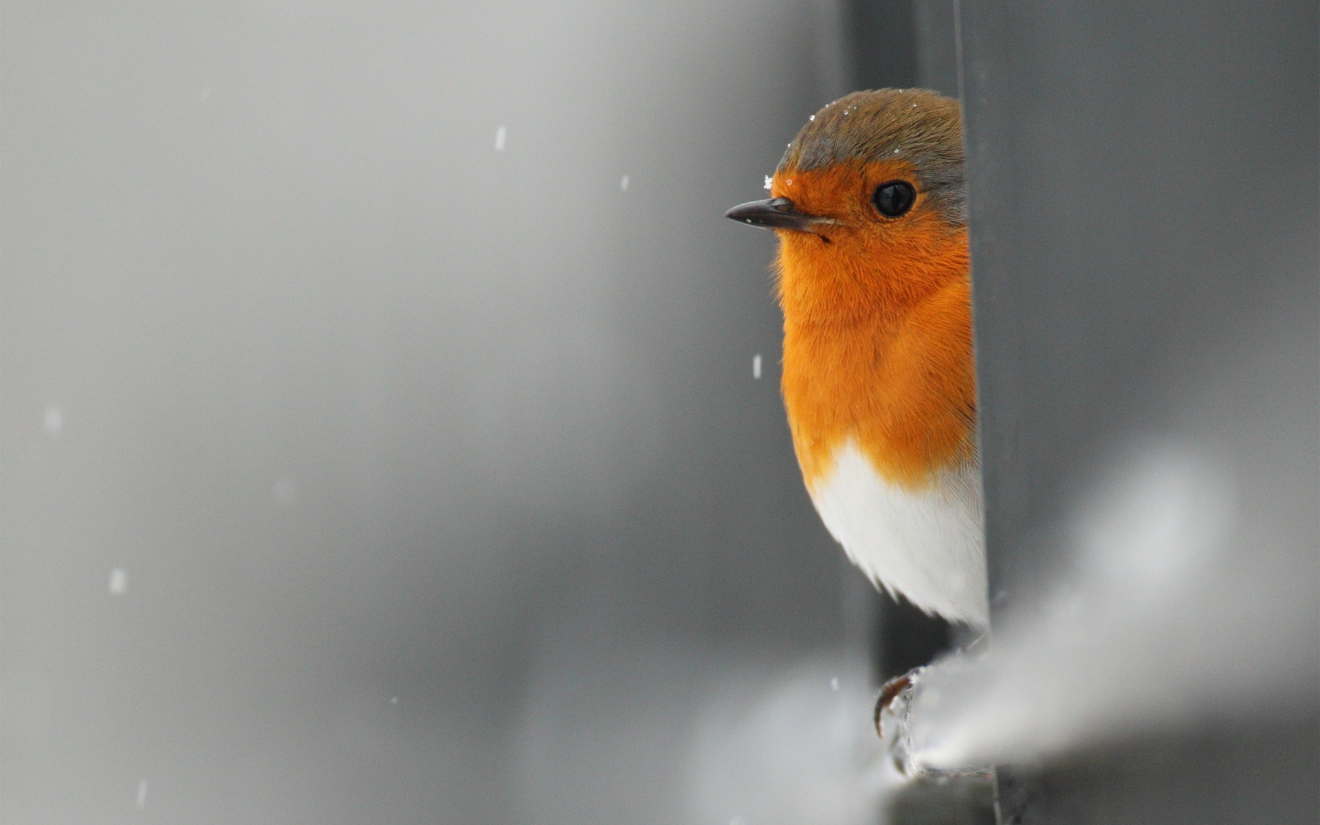 prochain papier peint oiseau,robin européen,oiseau,moucherolle du vieux monde,oiseau chanteur,robin