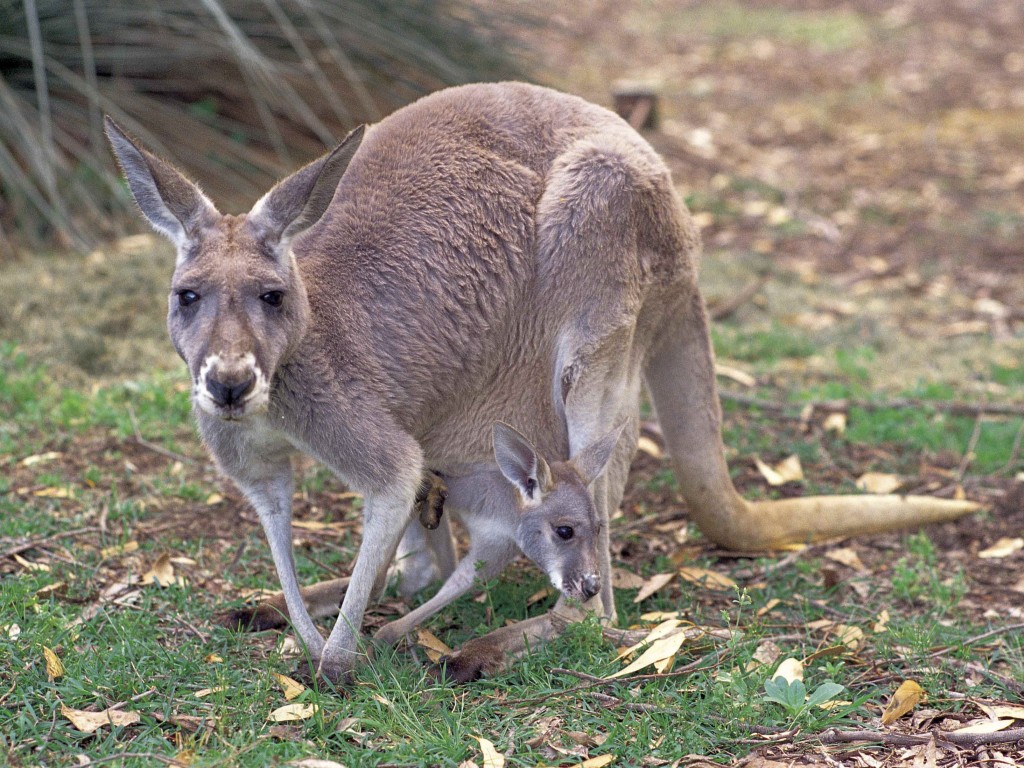 fond d'écran kangourou,kangourou,kangourou,animal terrestre,wallaby,faune