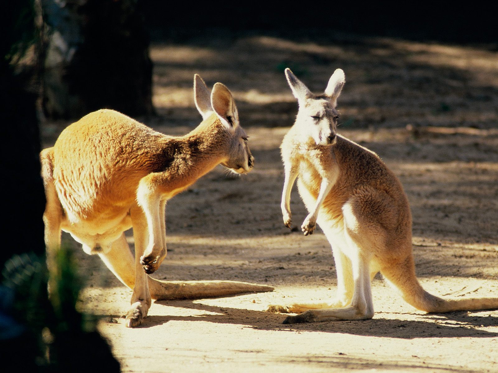 fond d'écran kangourou,kangourou,kangourou,faune,animal terrestre,marsupial