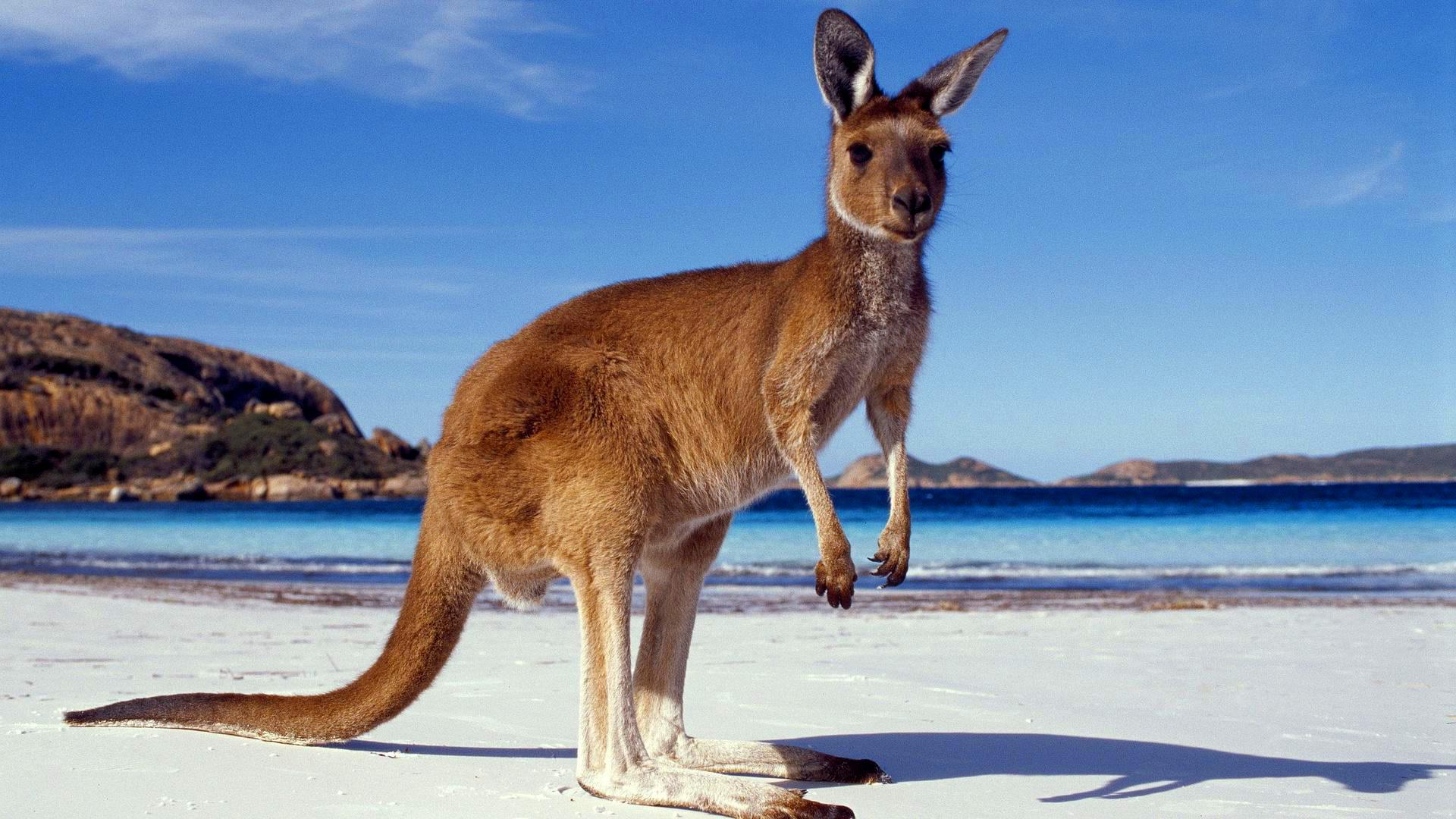 känguru tapete,känguru,känguru,wallaby,beuteltier,tierwelt