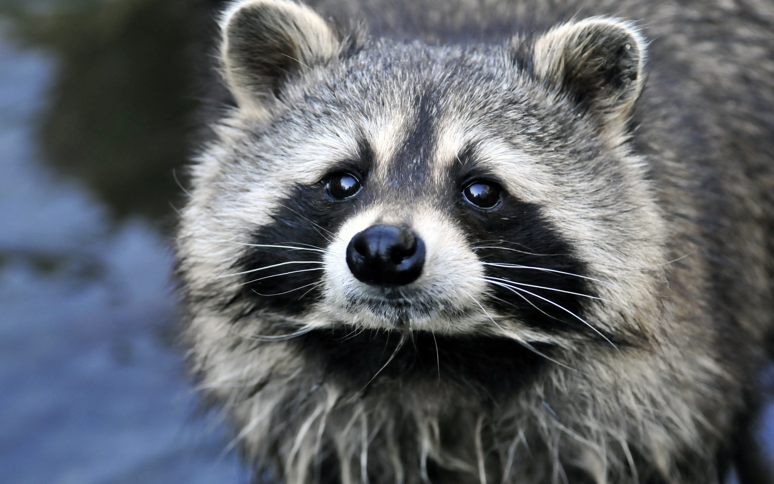 raccoon wallpaper,mammal,vertebrate,procyon,procyonidae,whiskers