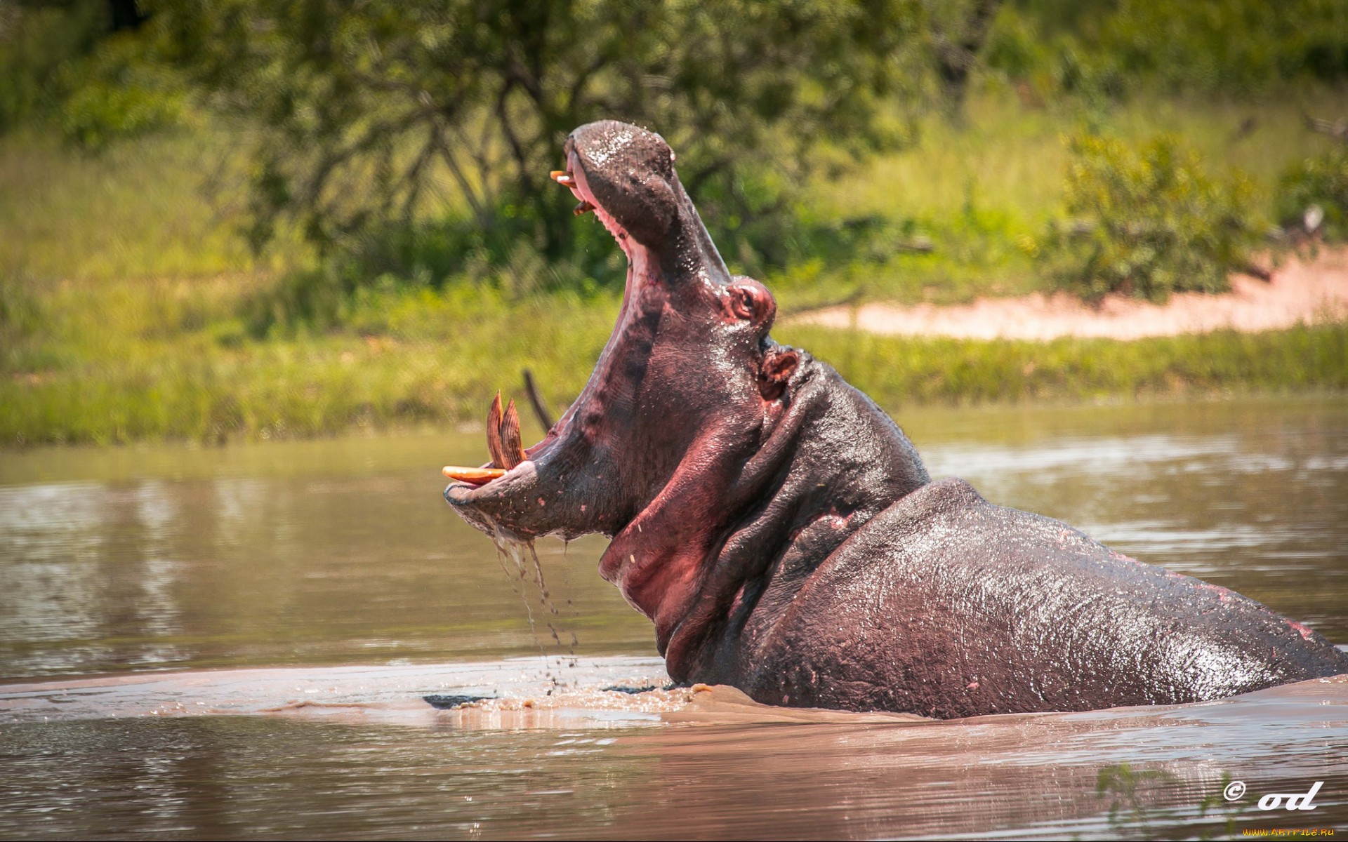 hippo wallpaper,vertebrate,wildlife,water,rhinoceros,safari