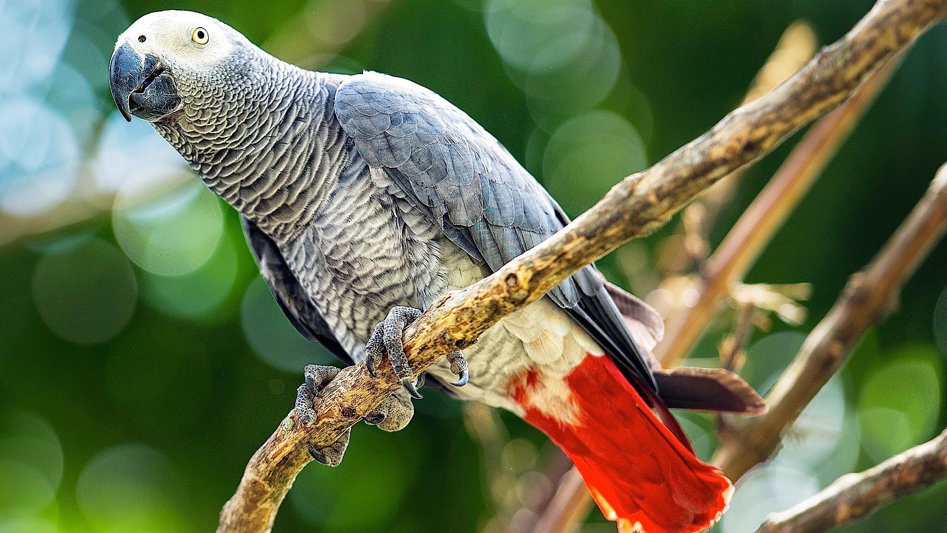 灰色の鳥の壁紙,鳥,アフリカングレー,オウム,インコ,バッジー