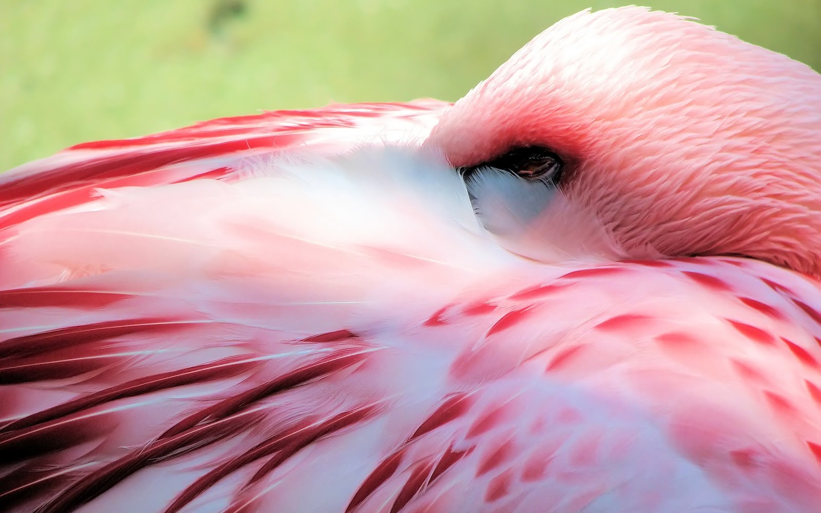 rosa vogeltapete,flamingo,größerer flamingo,vogel,wasservogel,nahansicht