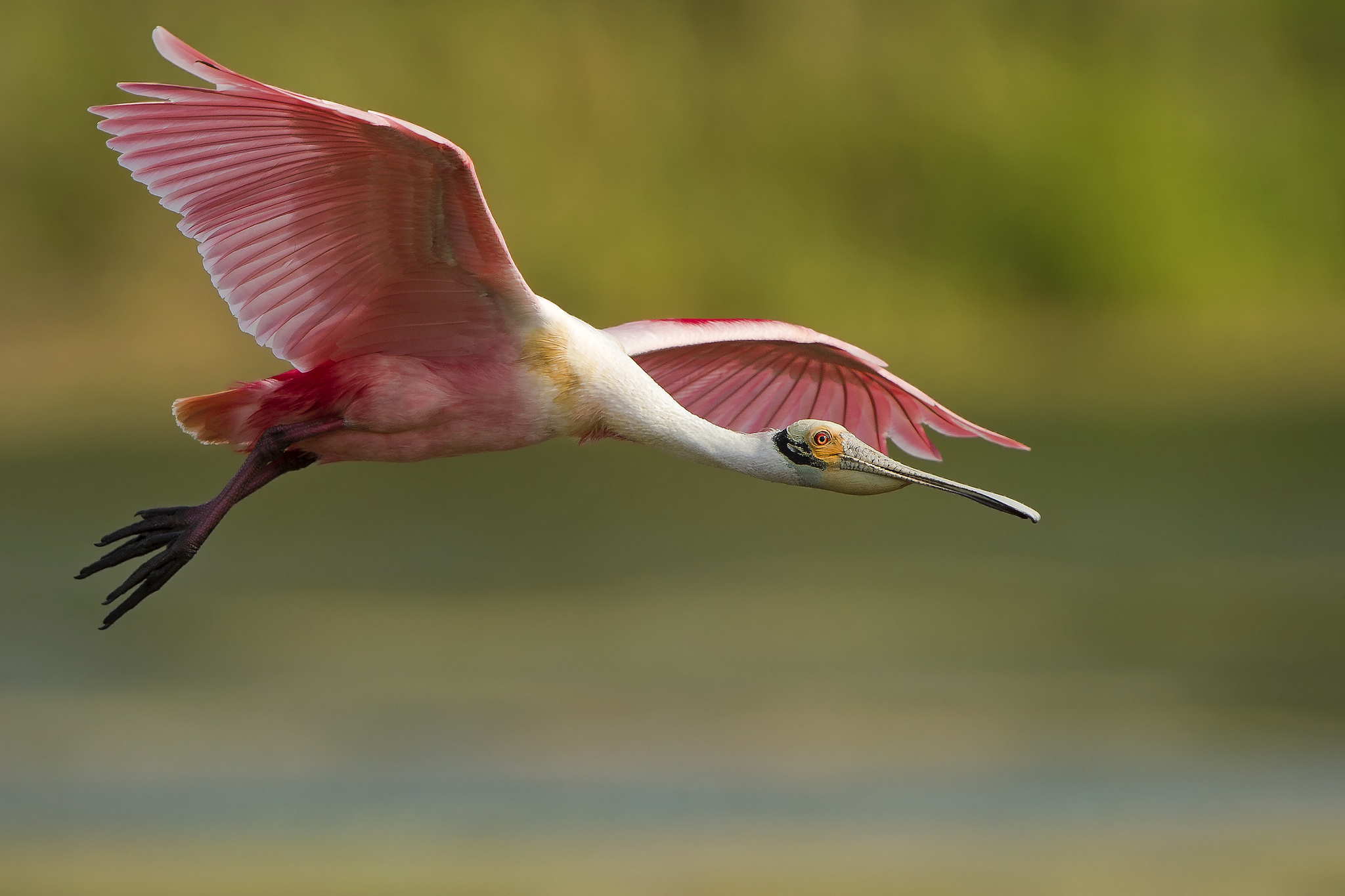 papier peint oiseau rose,oiseau,aile,oiseau d'eau,faune,plume