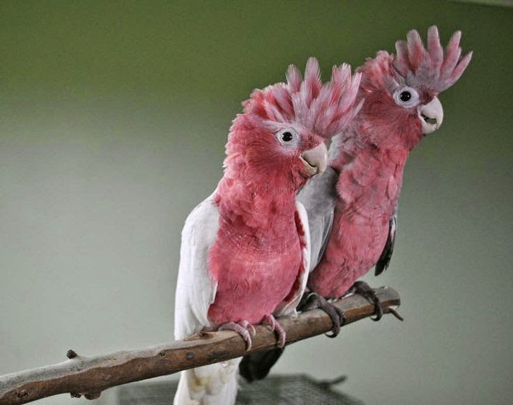 papier peint oiseau rose,oiseau,perroquet,cacatoès,rose,calopsitte