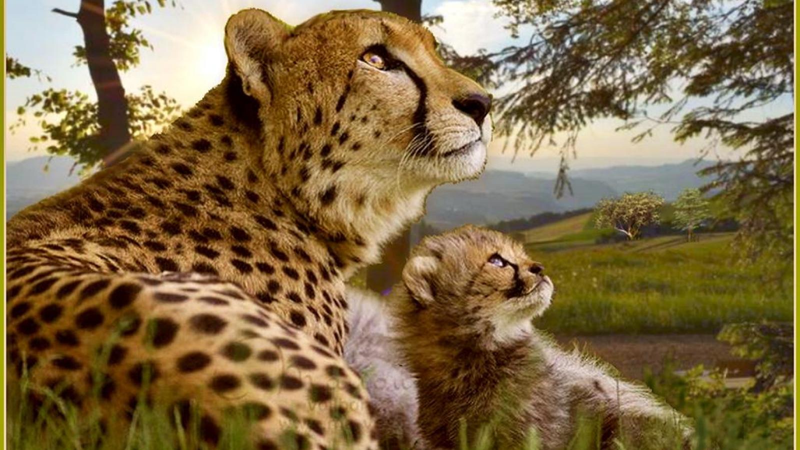 big cat wallpaper,terrestrial animal,cheetah,mammal,wildlife,vertebrate