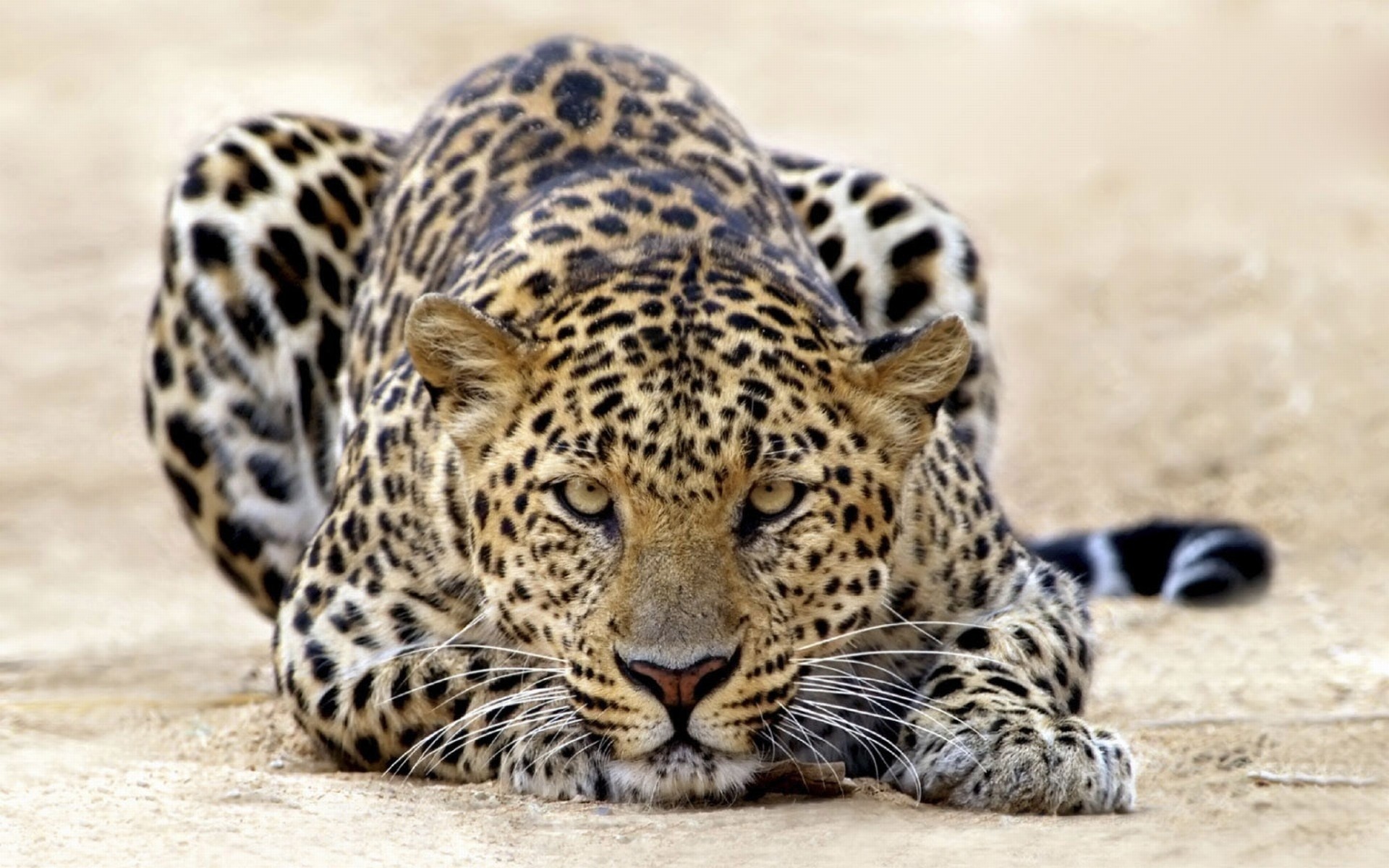 große katze tapete,landtier,tierwelt,leopard,jaguar,felidae