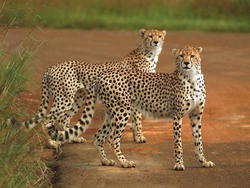 big cat wallpaper,terrestrial animal,wildlife,mammal,vertebrate,cheetah