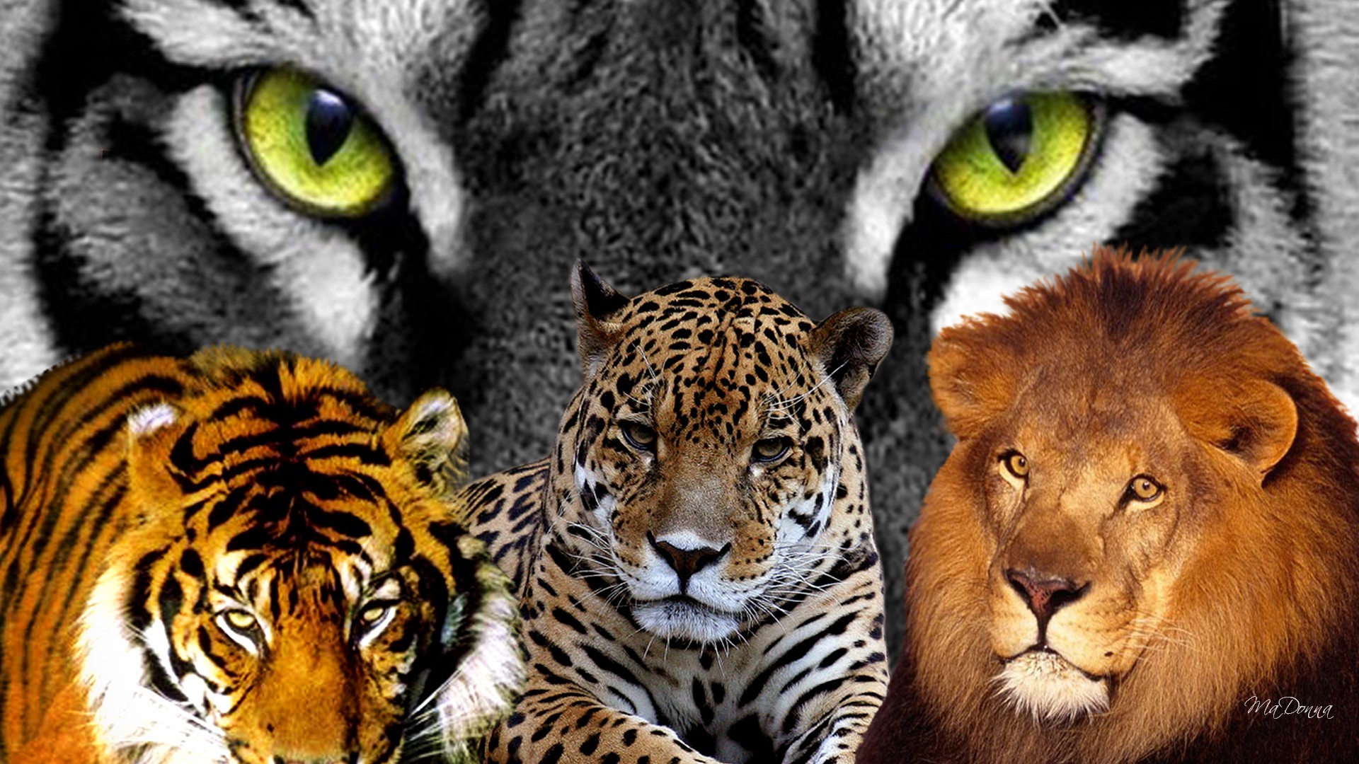 big cat wallpaper,wildlife,terrestrial animal,mammal,vertebrate,bengal tiger