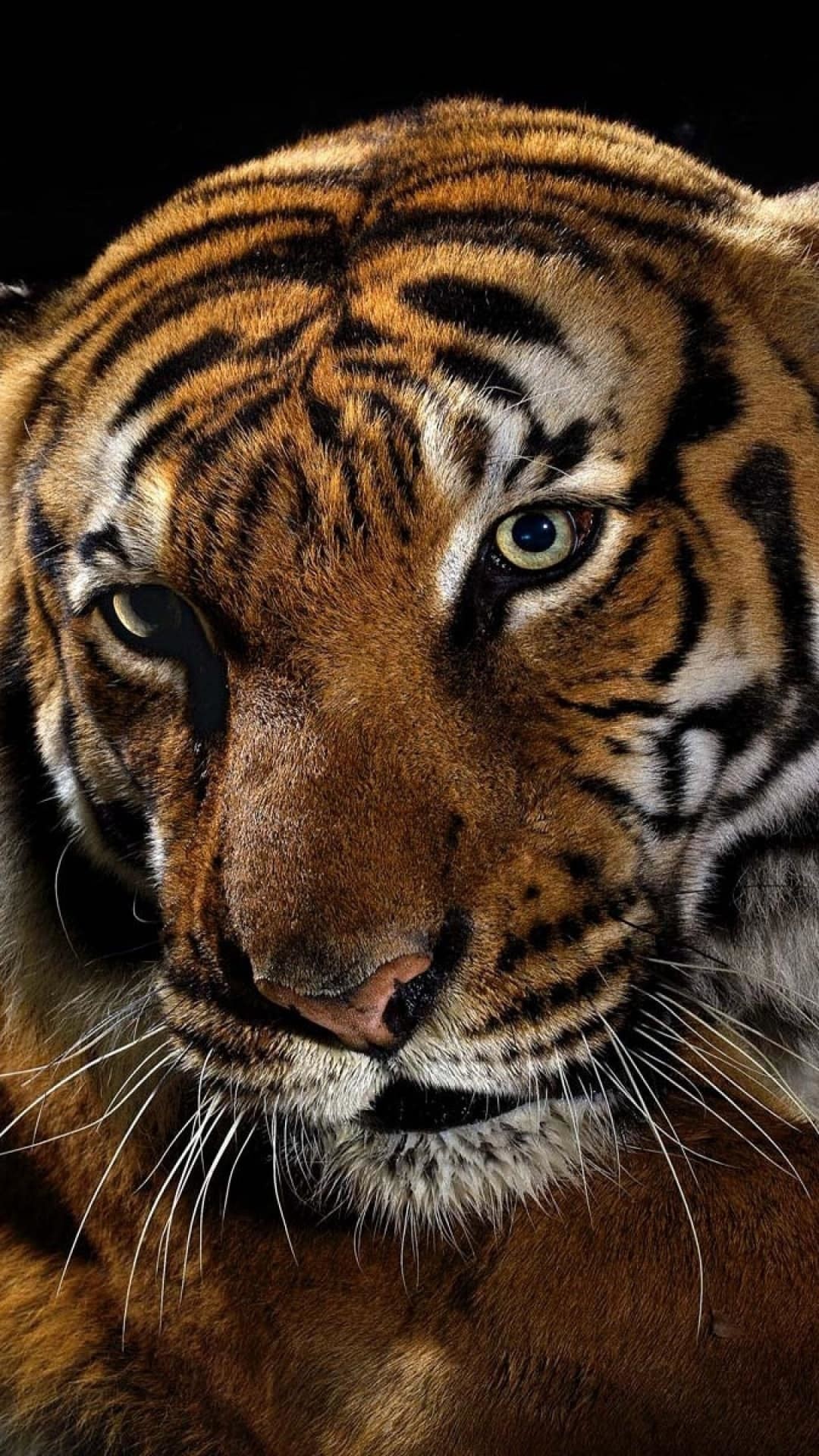 大きな猫の壁紙 虎 野生動物 ベンガルトラ 陸生動物 ひげ Wallpaperuse 大きな猫の壁紙 虎 野生動物 ベンガルトラ 陸生動物 ひげ Wallpaperuse
