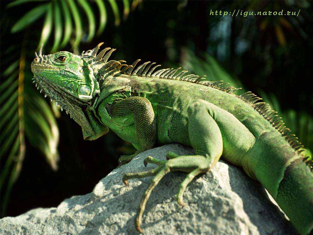 carta da parati iguana,rettile,iguana,lucertola,iguana verde