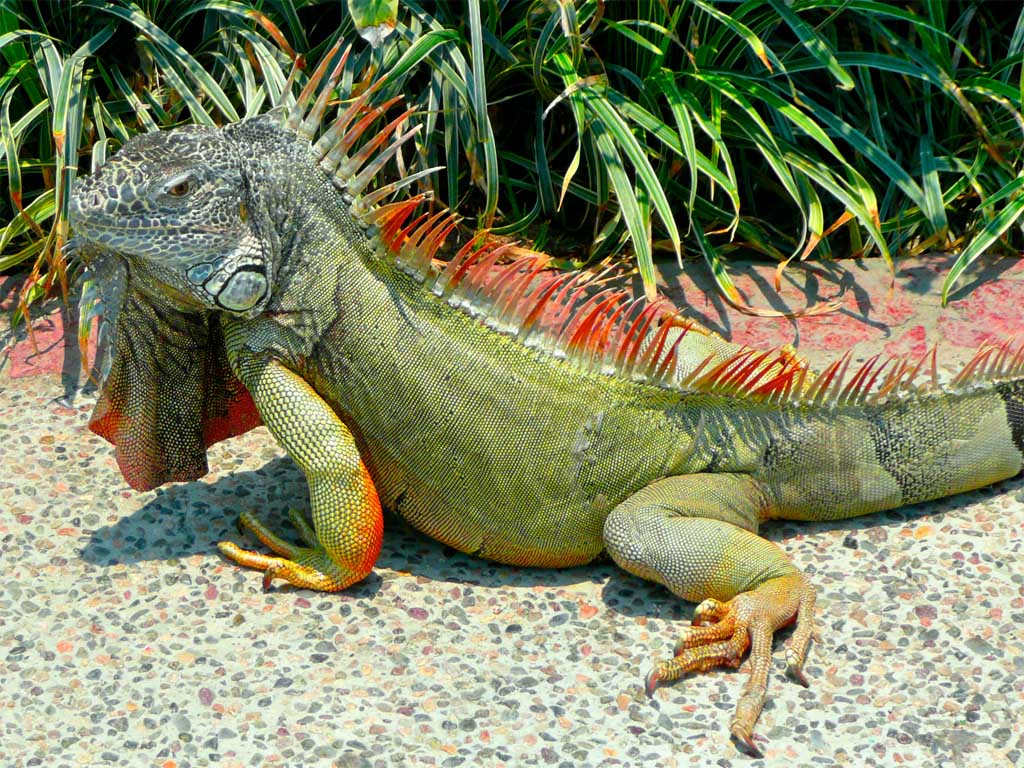 papier peint iguane,reptile,iguane,lézard,iguane vert,iguane marin