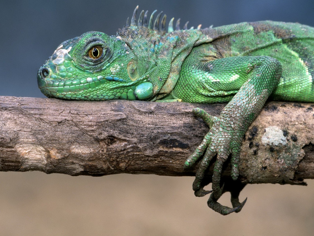 Iguana Wallpaper - Green Iguana- WallpaperUse