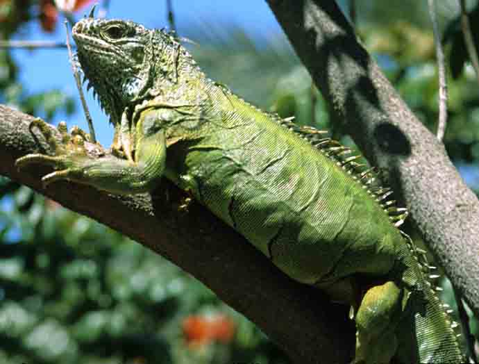 carta da parati iguana,iguana,rettile,iguana verde,lucertola,camaleonte